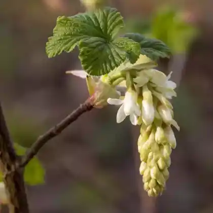 Foto von Blutjohannisbeere 'White Icicle' (Ribes sanguineum 'White Icicle')