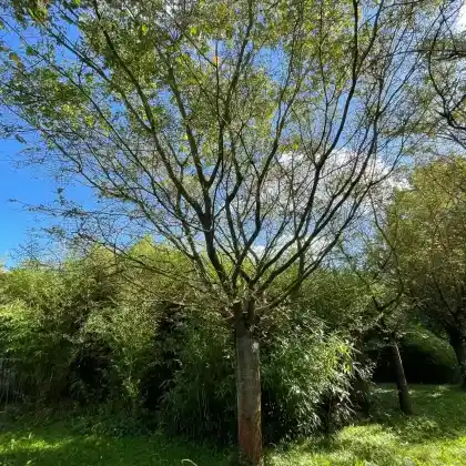 Foto von Schneekirsche 'Autumnalis' (Prunus subhirtella 'Autumnalis')