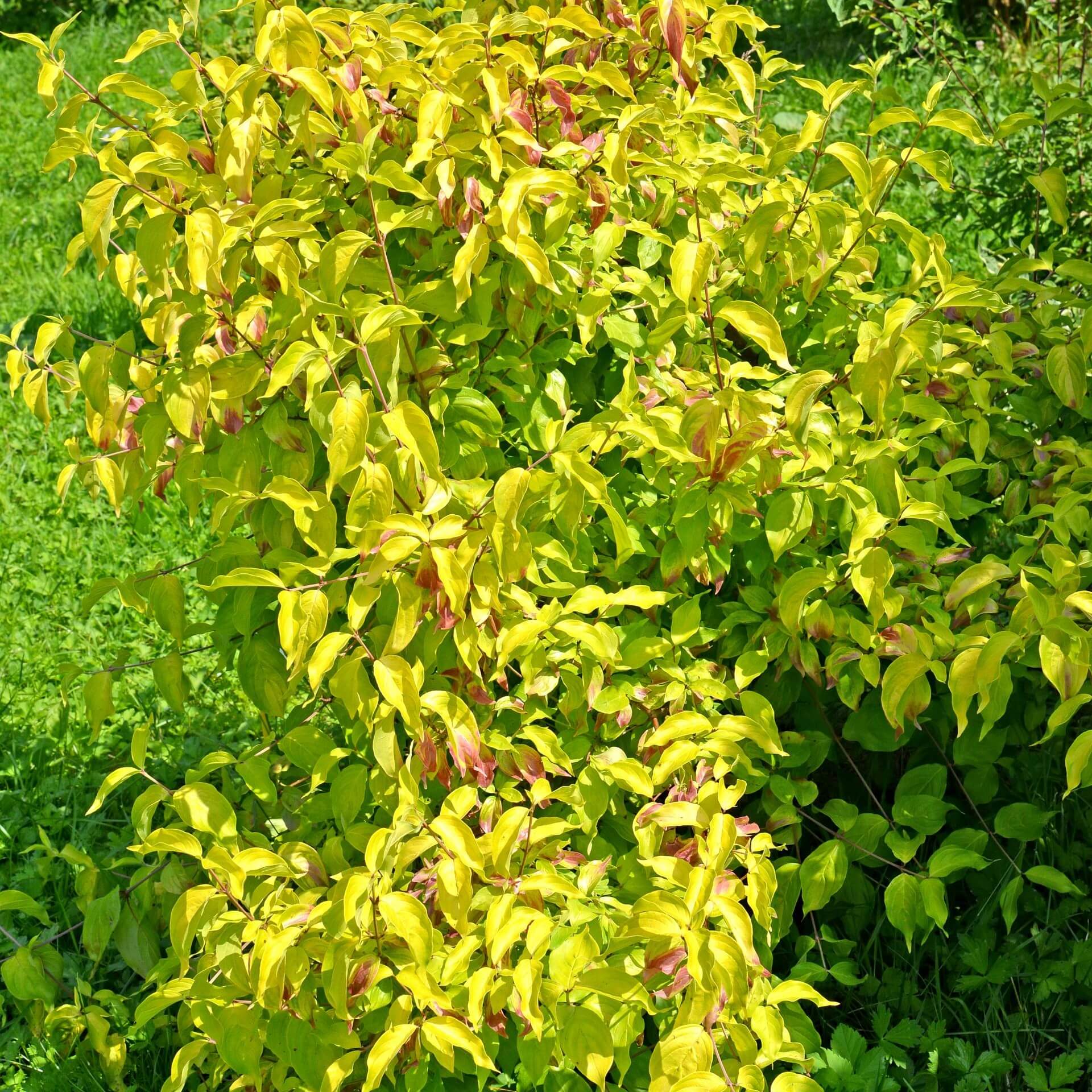 Kornelkirsche 'Aurea' (Cornus mas 'Aurea')