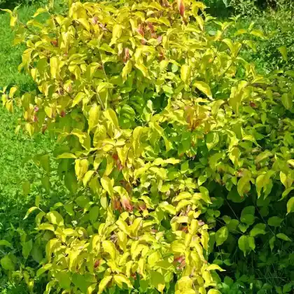 Foto von Kornelkirsche 'Aurea' (Cornus mas 'Aurea')