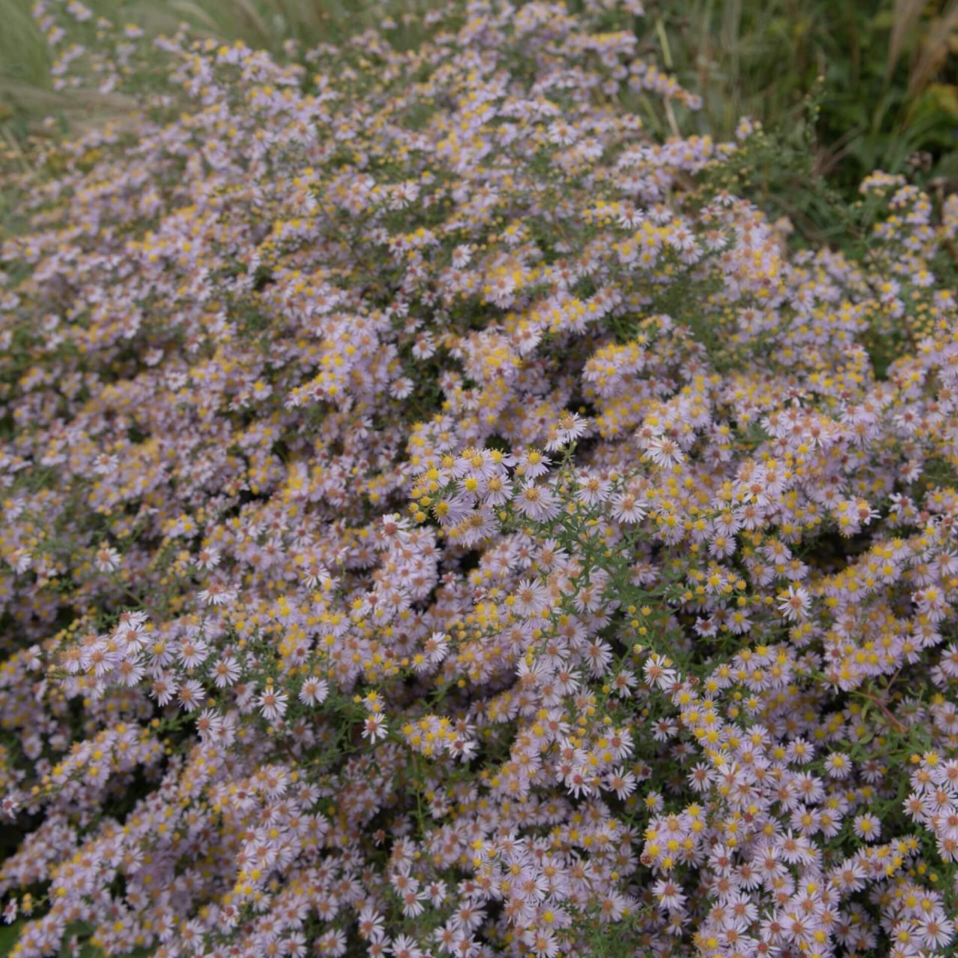 Myrten Aster 'Ringdove' (Aster ericoides 'Ringdove')