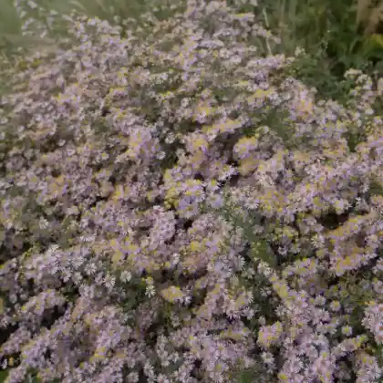 Foto von Myrten Aster 'Ringdove' (Aster ericoides 'Ringdove')