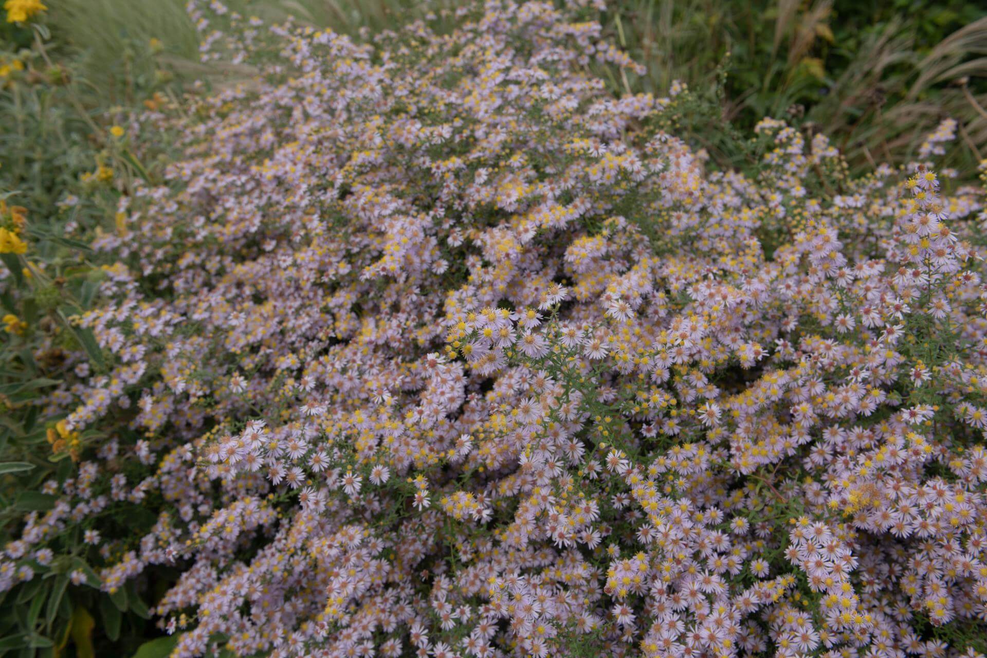 Myrten Aster 'Ringdove' / Aster ericoides 'Ringdove'