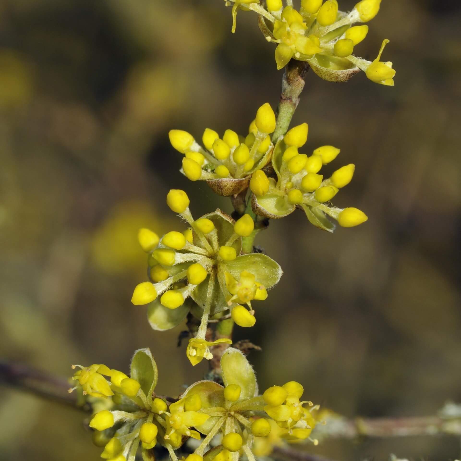 Kornelkirsche 'Aurea Elegantissima' (Cornus mas 'Aurea Elegantissima')