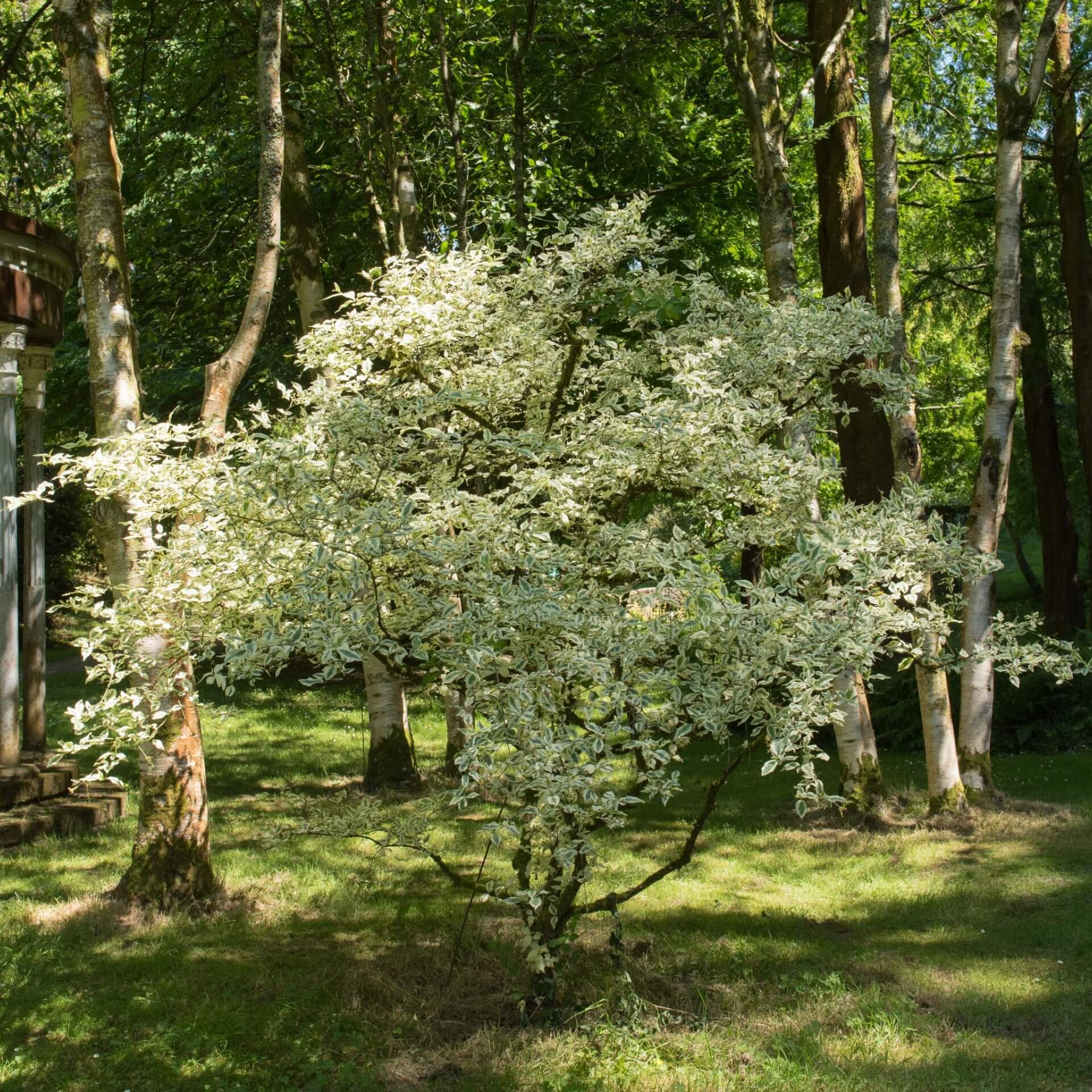 Kornelkirsche 'Variegata' (Cornus mas 'Variegata')