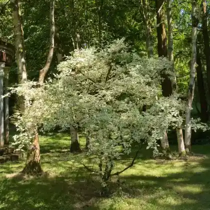 Foto von Kornelkirsche 'Variegata' (Cornus mas 'Variegata')