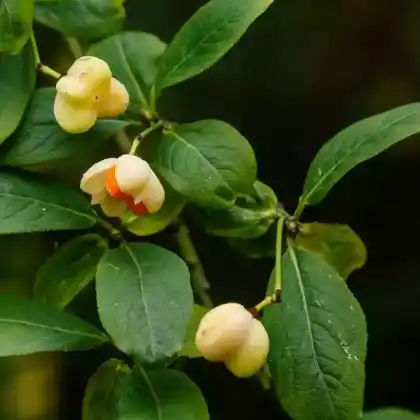 Foto von Weißes Pfaffenhütchen (Euonymus europaeus 'Albus')