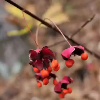 Foto von Breitblättriges Pfaffenhütchen (Euonymus latifolia)