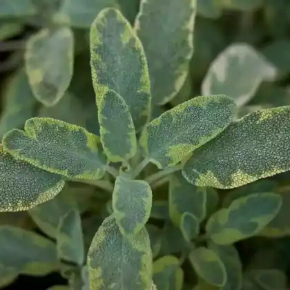 Foto von Buntblättriger Salbei 'Icterina' (Salvia officinalis 'Icterina')