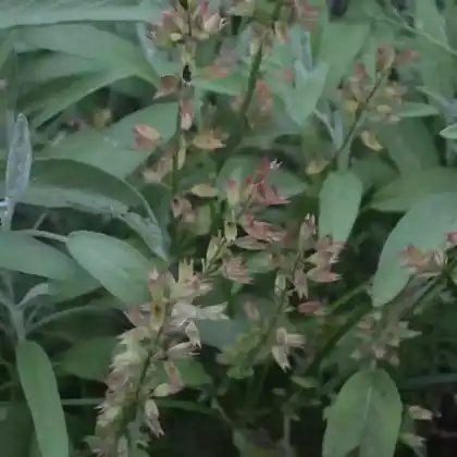 Foto von Rosa Gewürz-Salbei (Salvia officinalis 'Rosea')