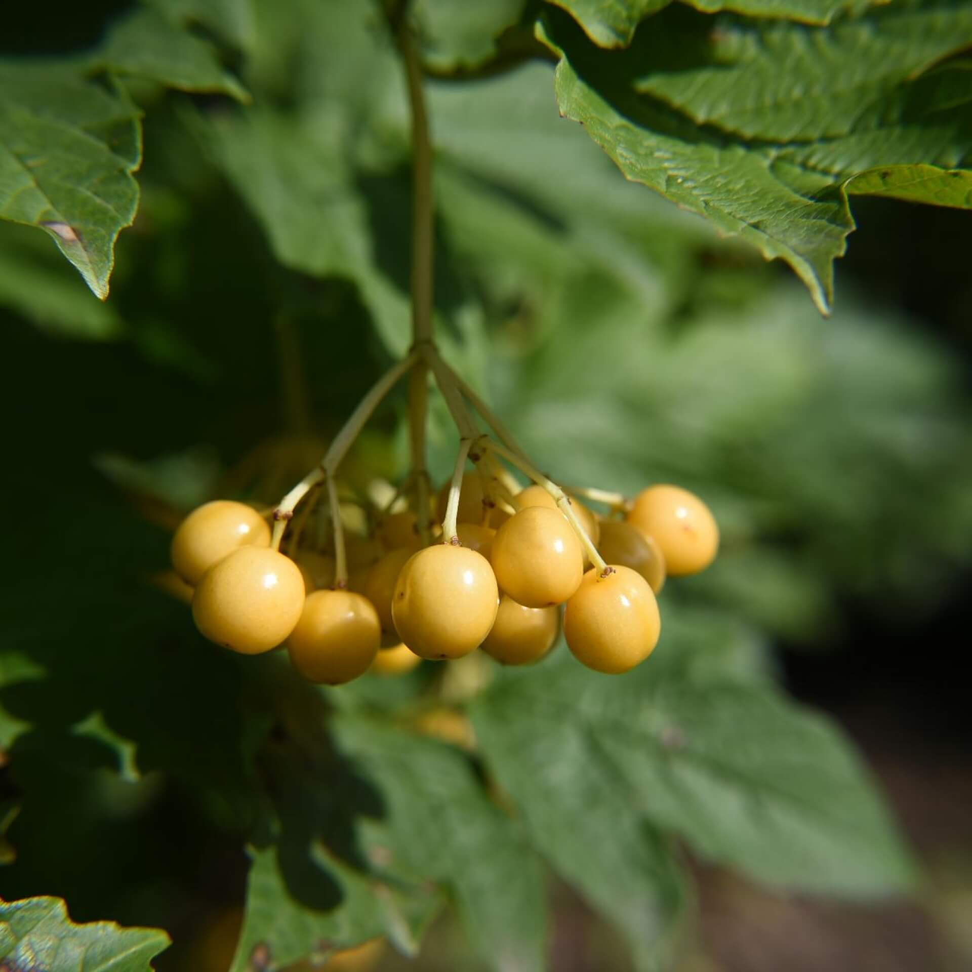 Gelbfruchtiger Schneeball 'Xanthocarpum' (Viburnum opulus 'Xanthocarpum')