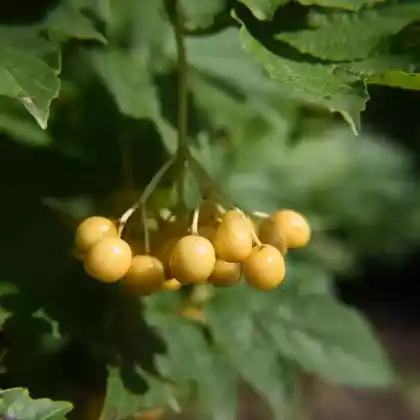 Foto von Gelbfruchtiger Schneeball 'Xanthocarpum' (Viburnum opulus 'Xanthocarpum')