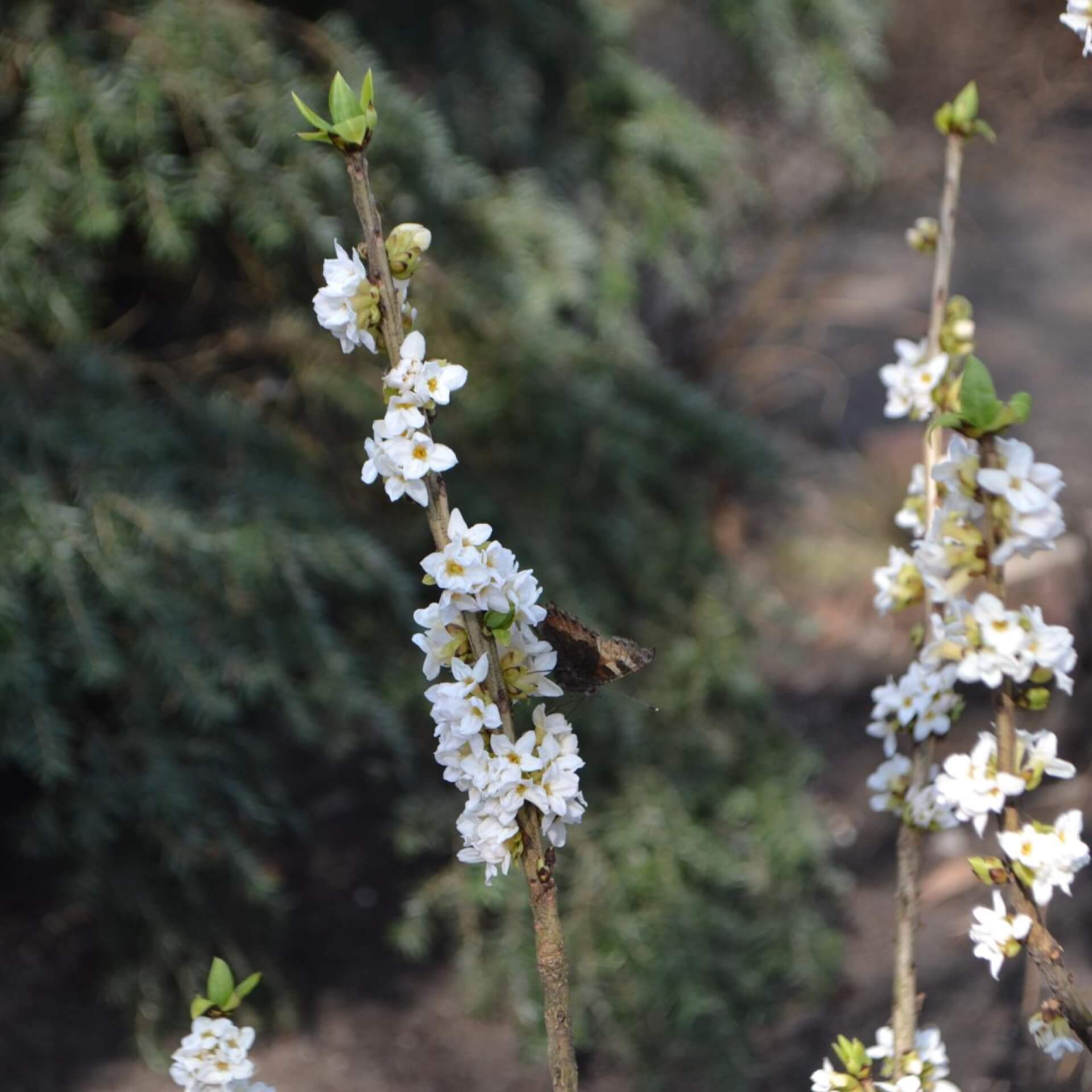 Weißer Märzenseidelbast (Daphne mezereum 'Alba')