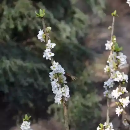 Foto von Weißer Märzenseidelbast (Daphne mezereum 'Alba')