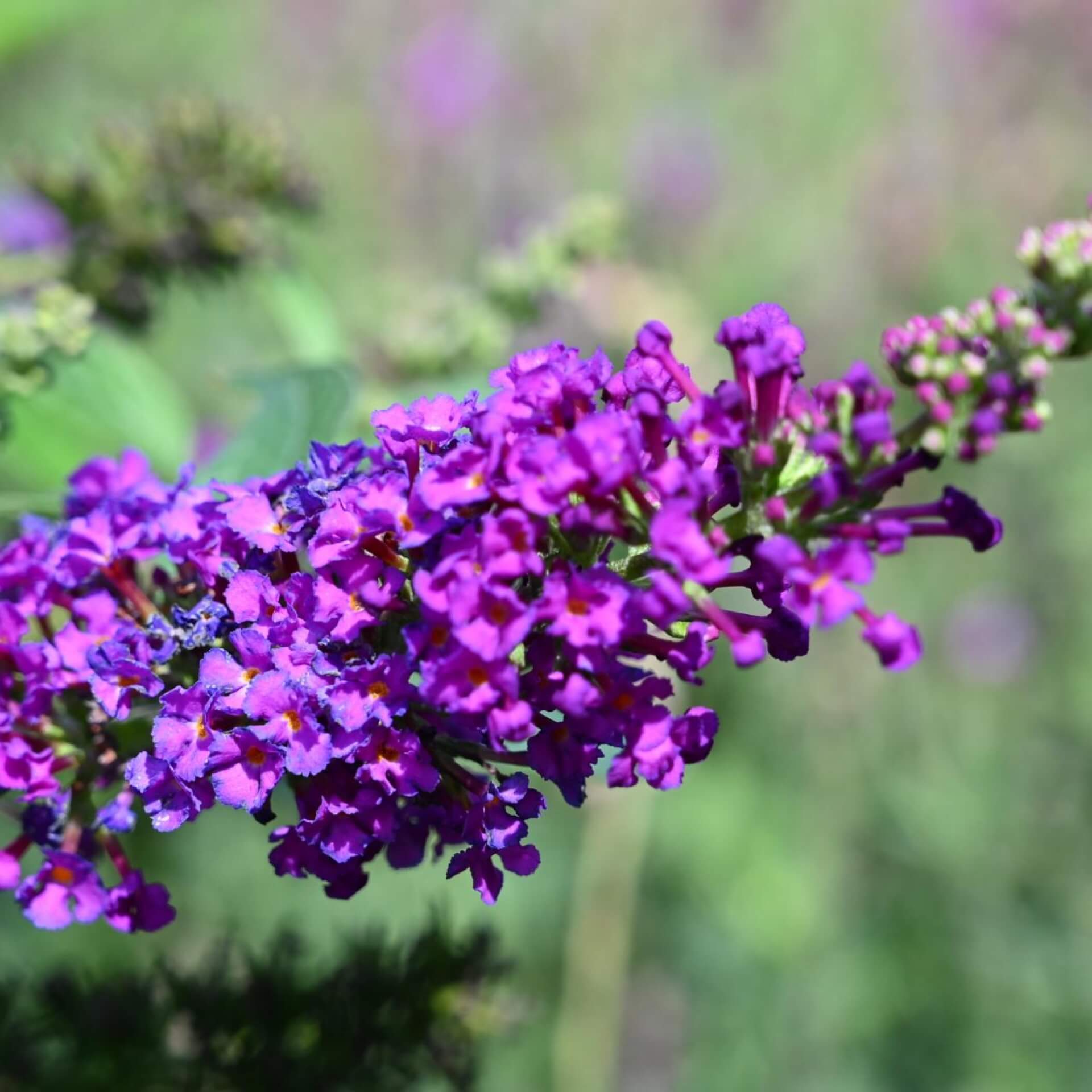 Sommerflieder 'Blue Chip' (Buddleja davidii 'Blue Chip')