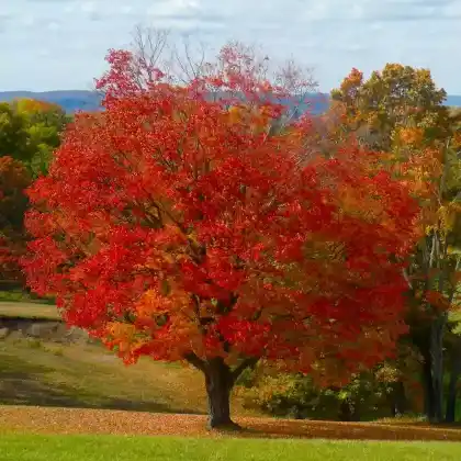Foto von Zucker-Ahorn (Acer saccharum)