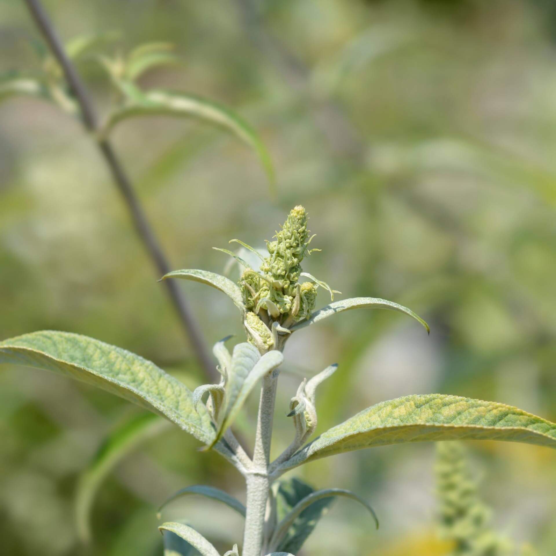 Sommerflieder 'White Ball' (Buddleja davidii 'White Ball')