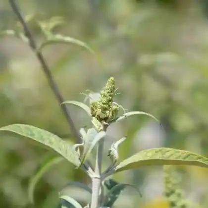 Foto von Sommerflieder 'White Ball' (Buddleja davidii 'White Ball')