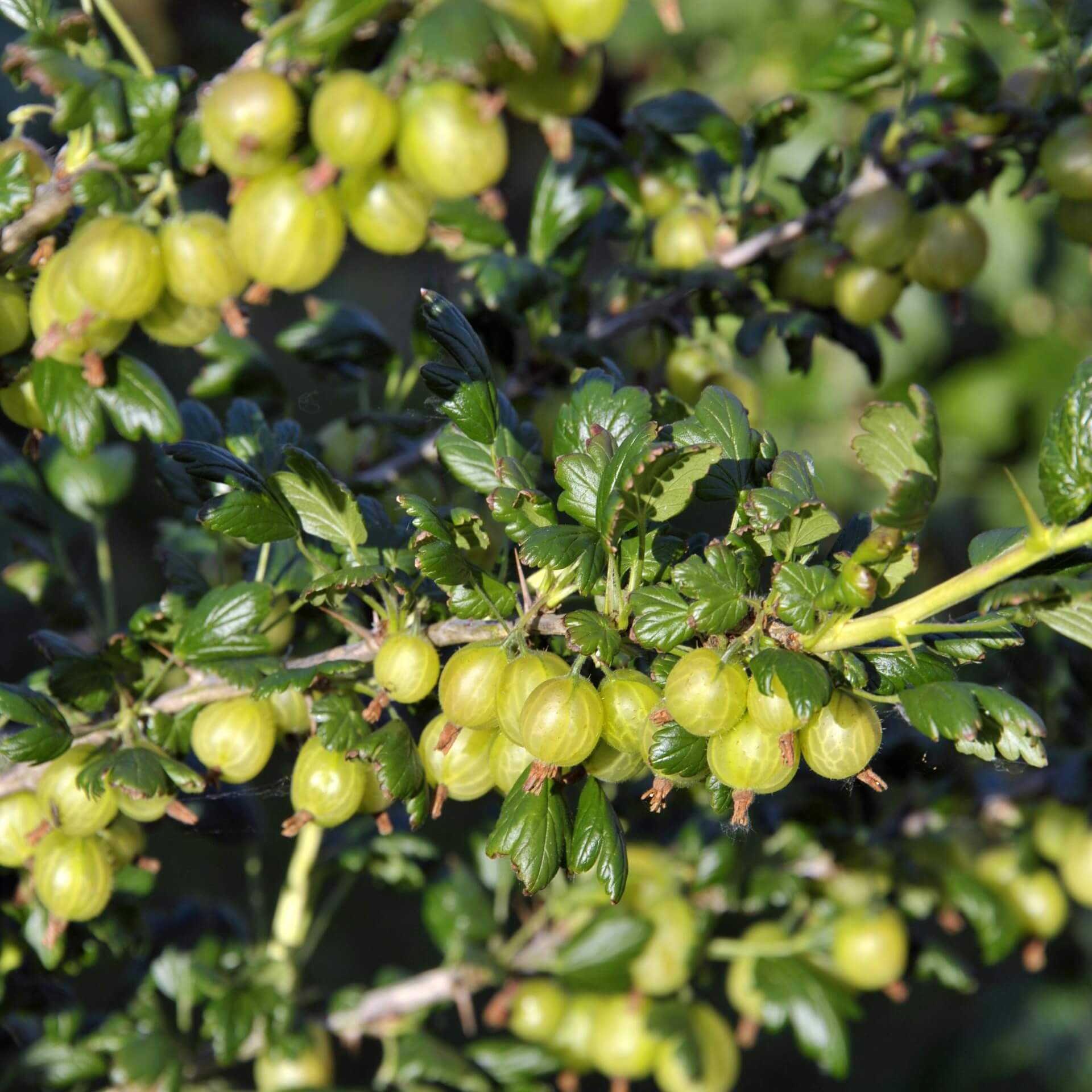 Stachelbeere 'Invicta' (Ribes uva-crispa 'Invicta')