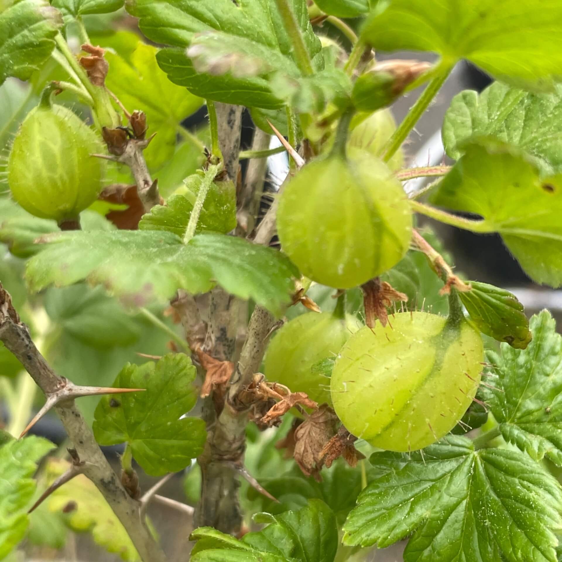 Stachelbeere 'Invicta' (Ribes uva-crispa 'Invicta')