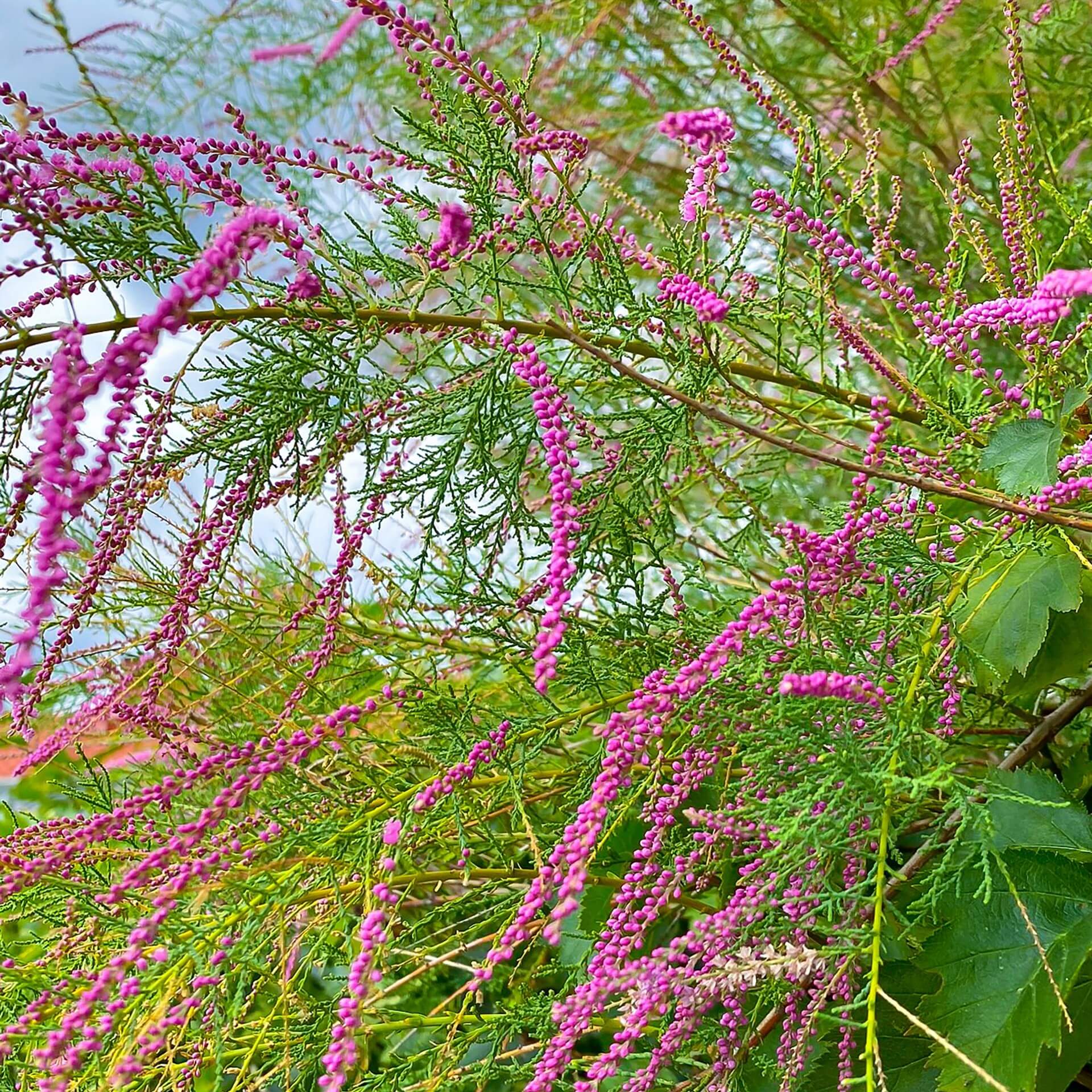 Kaspische Tamariske 'Pink Cascade' (Tamarix ramosissima 'Pink Cascade')