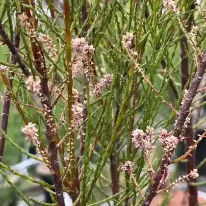 Foto von Sommertamariske 'Rubra' (Tamarix ramosissima 'Rubra')