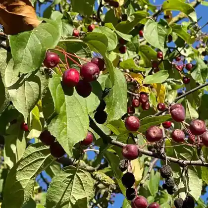 Foto von Zierapfel 'Street Parade' (Malus baccata 'Street Parade')