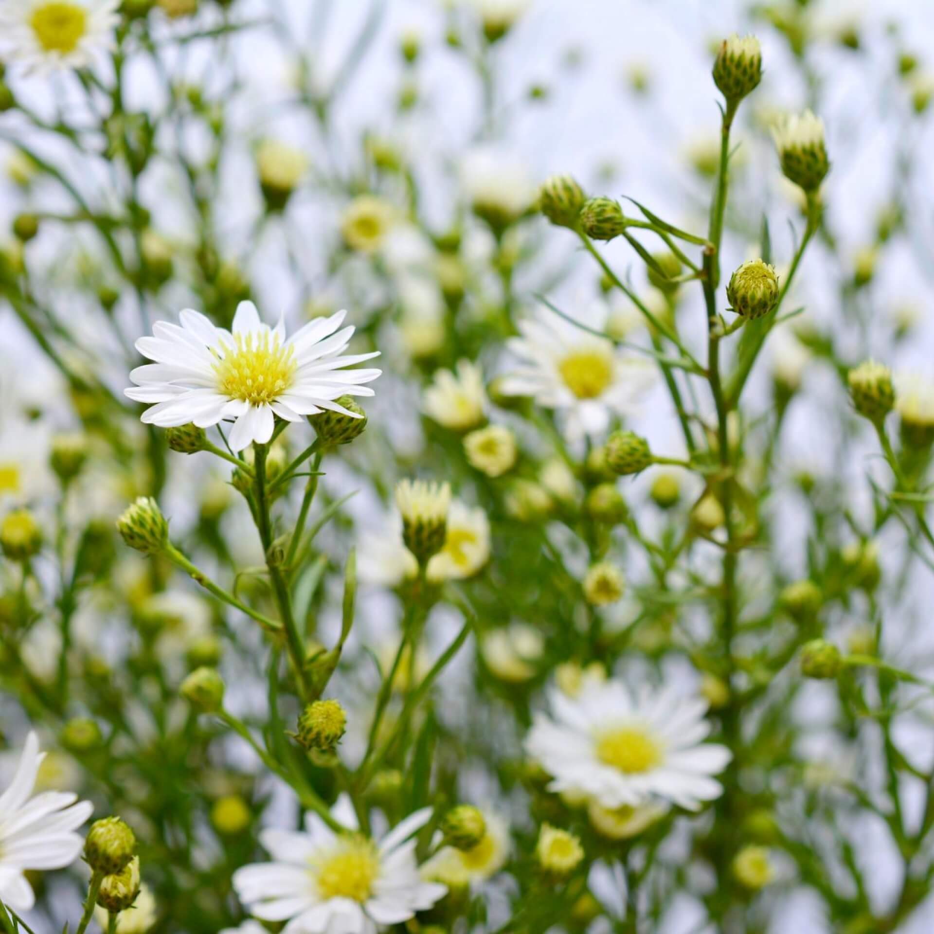 Myrten Aster 'Schneetanne' (Aster ericoides 'Schneetanne')