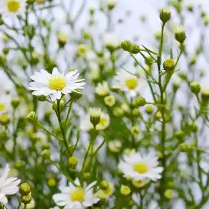 Foto von Myrten Aster 'Schneetanne' (Aster ericoides 'Schneetanne')