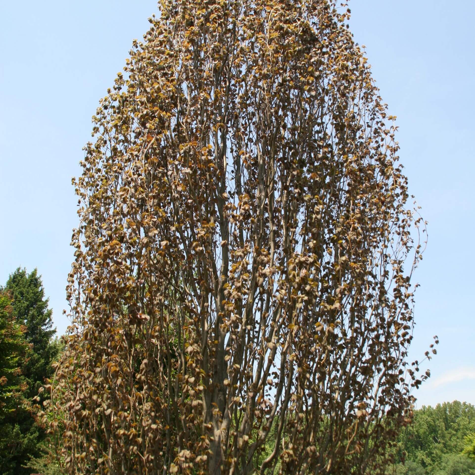 Rote Säulenbuche (Fagus sylvatica 'Rohan Obelisk')