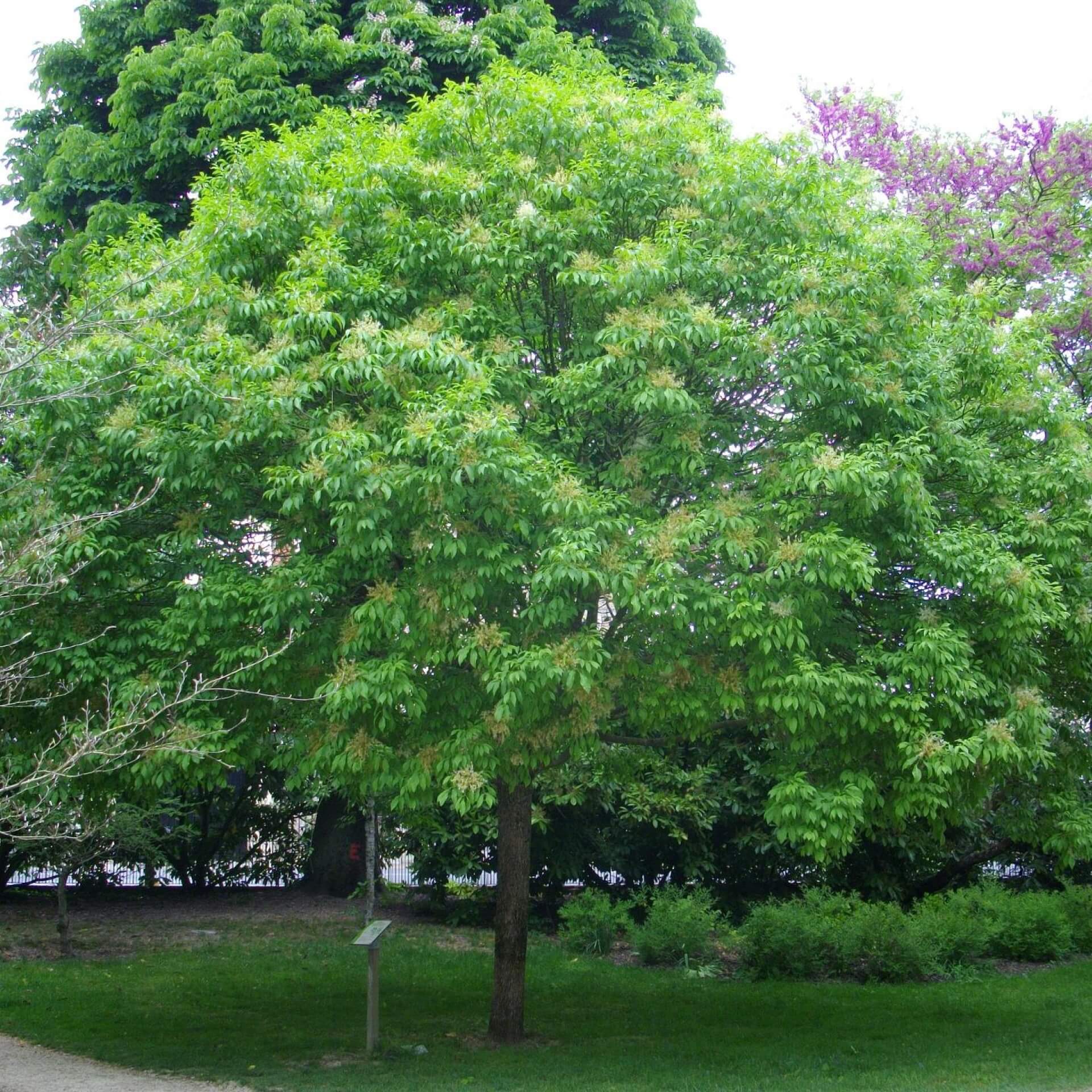 Kugelförmige Blumen-Esche (Fraxinus ornus 'Mecsek')