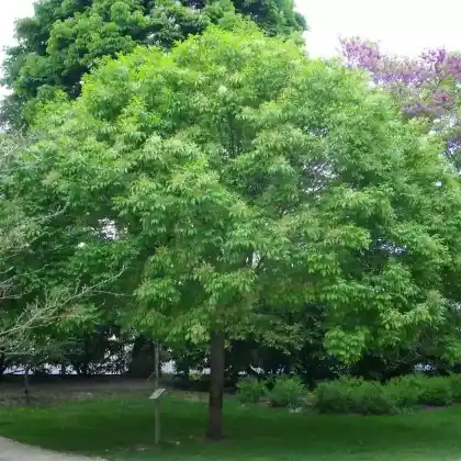 Foto von Kugelförmige Blumen-Esche (Fraxinus ornus 'Mecsek')