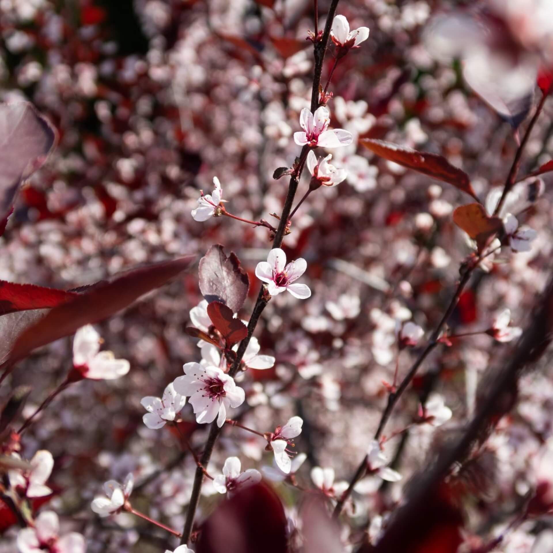 Zwerg-Blutpflaume (Prunus x cistena)