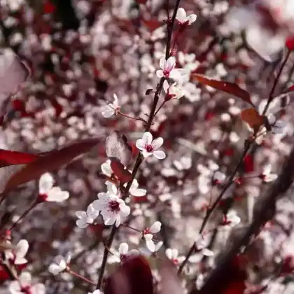 Foto von Zwerg-Blutpflaume (Prunus x cistena)