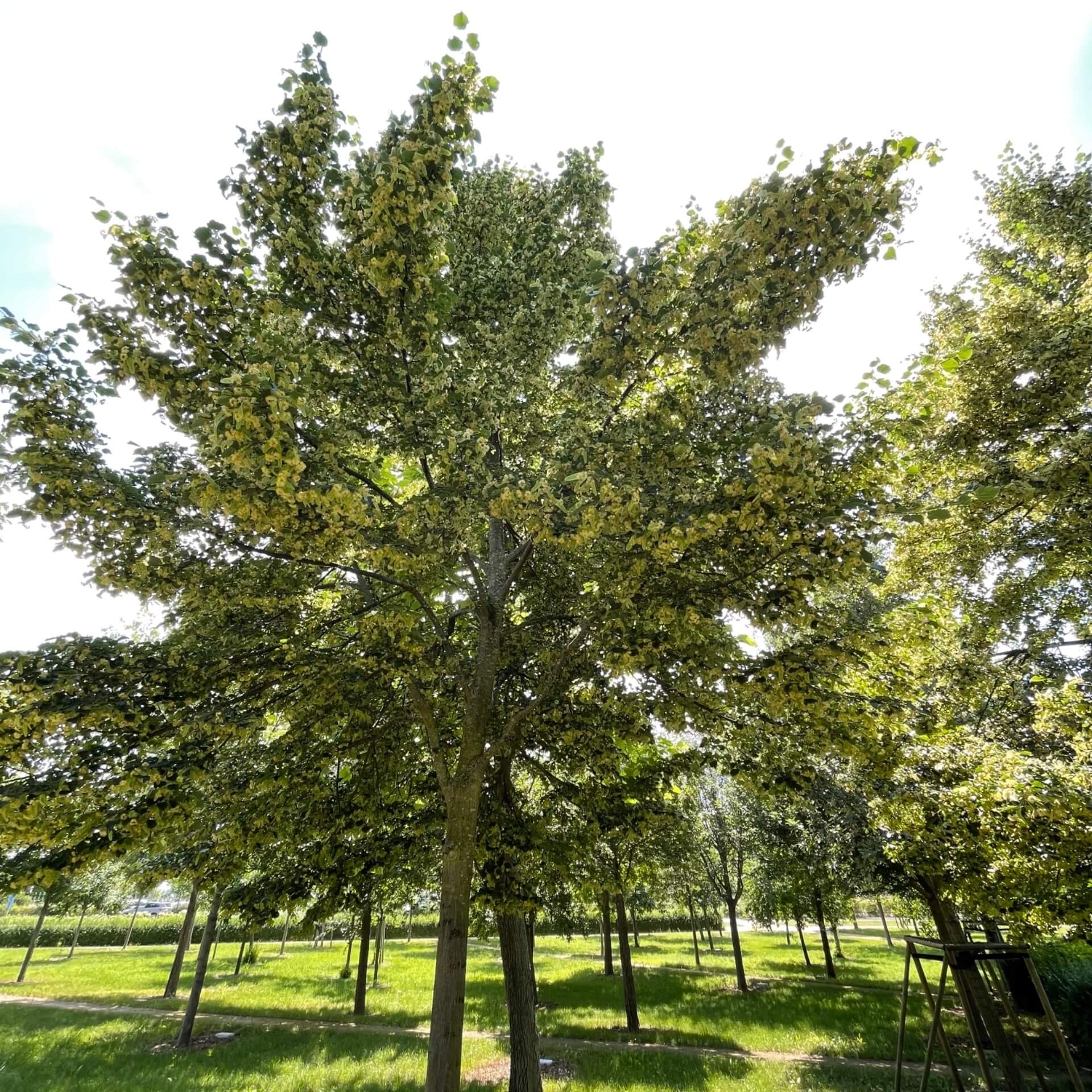 Kleinkronige Winter-Linde  (Tilia cordata 'Rancho')