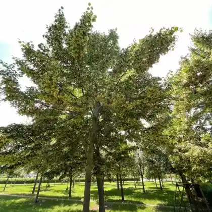 Foto von Kleinkronige Winter-Linde  (Tilia cordata 'Rancho')