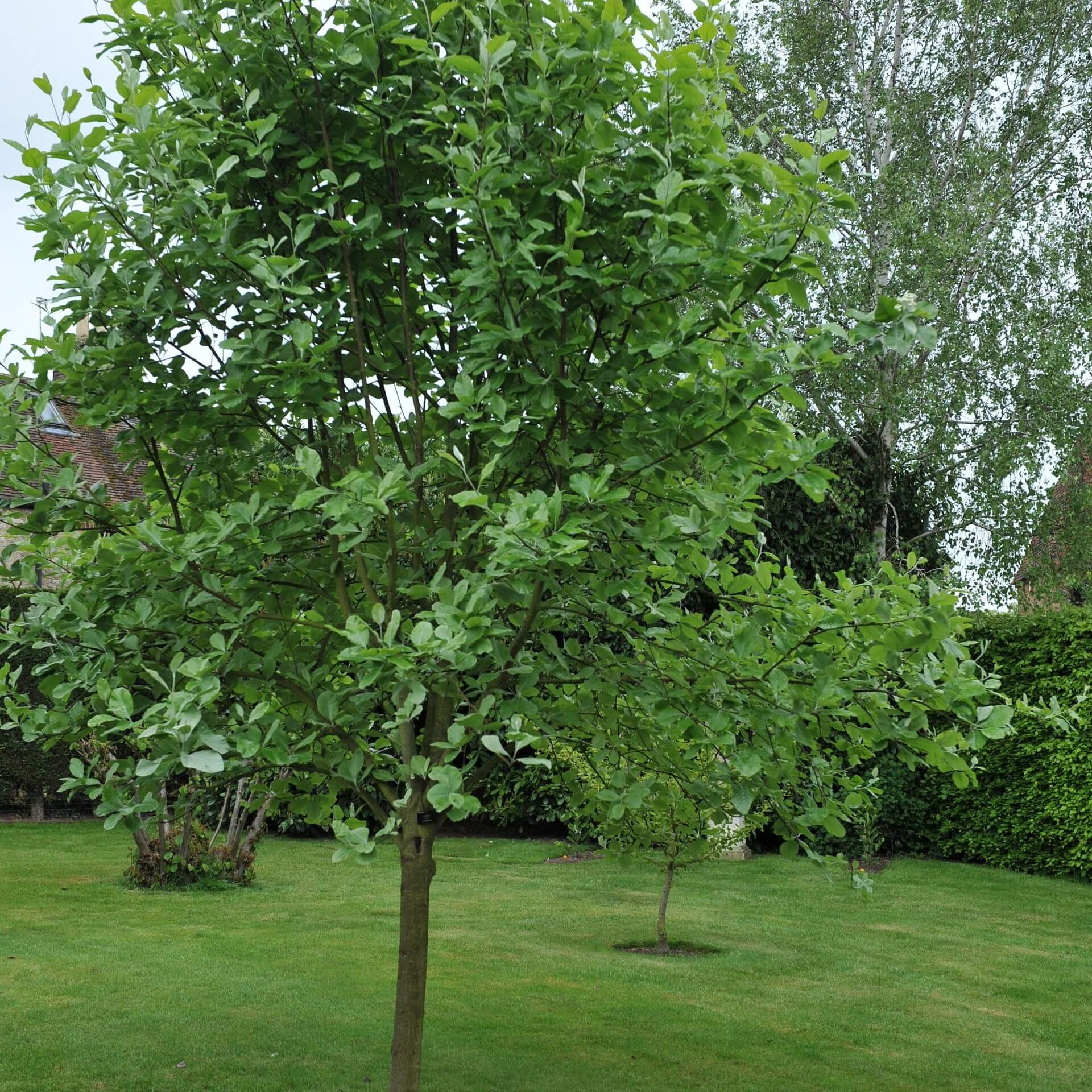 Mehlbeere 'Lutescens' (Sorbus aria 'Lutescens')