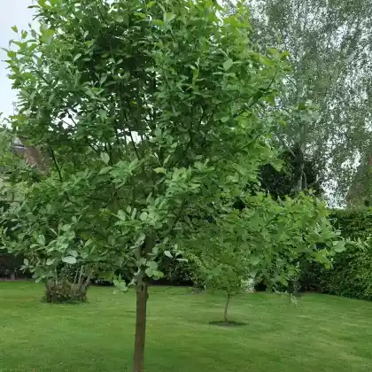 Foto von Mehlbeere 'Lutescens' (Sorbus aria 'Lutescens')