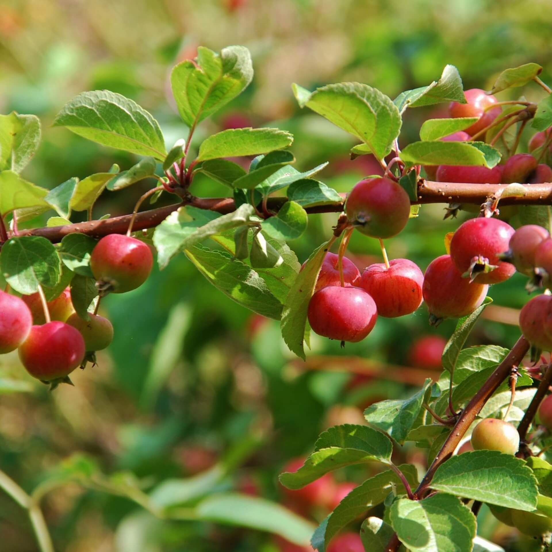 Kirschapfel (Malus baccata)