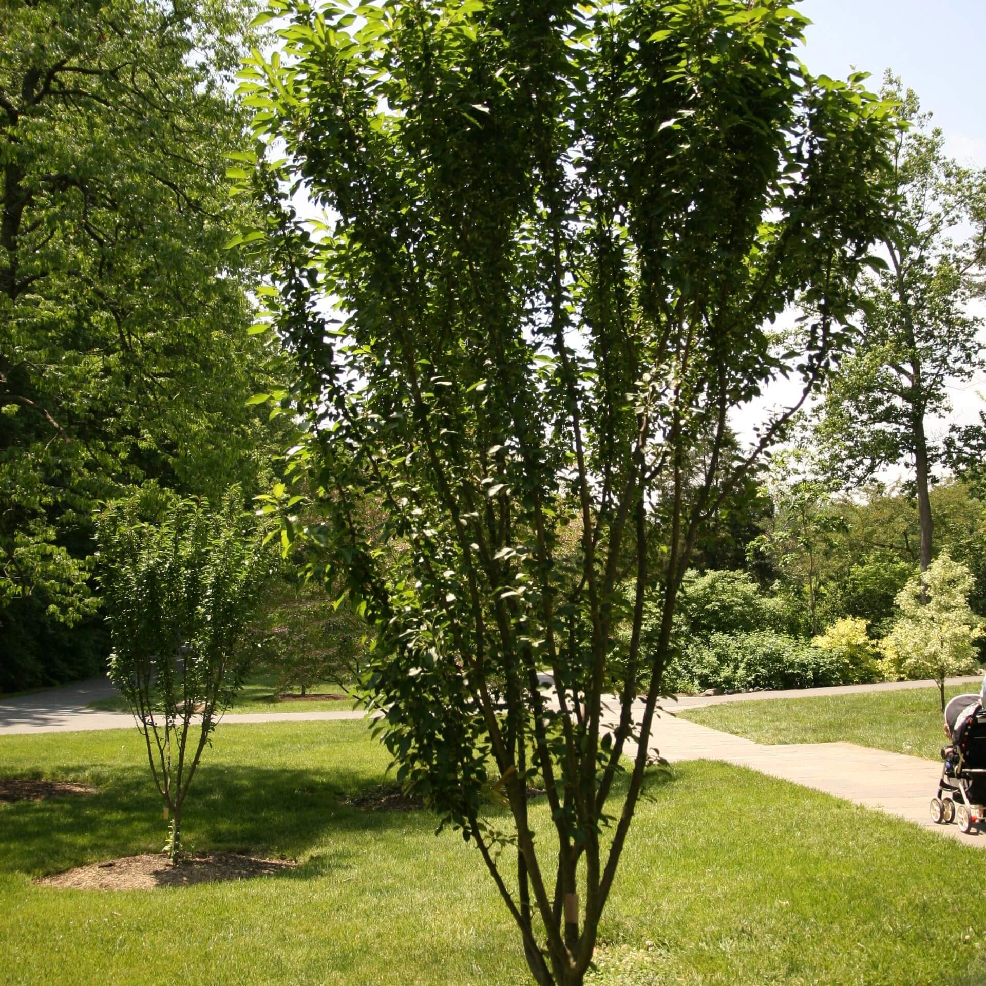 Zierapfel 'Adirondack' (Malus 'Adirondack')