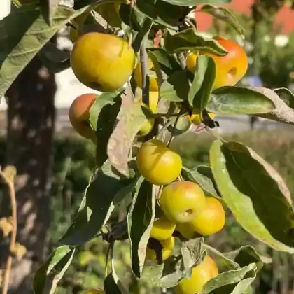 Foto von Zierapfel 'Butterball' (Malus 'Butterball')