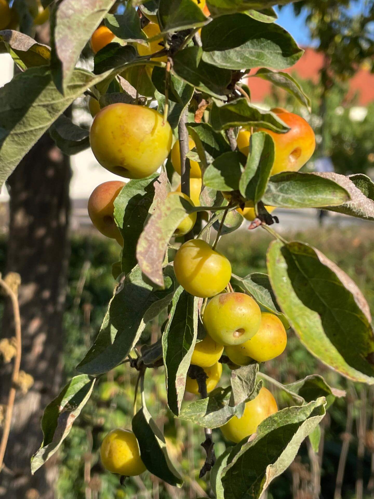 Zierapfel 'Butterball' / Malus 'Butterball'