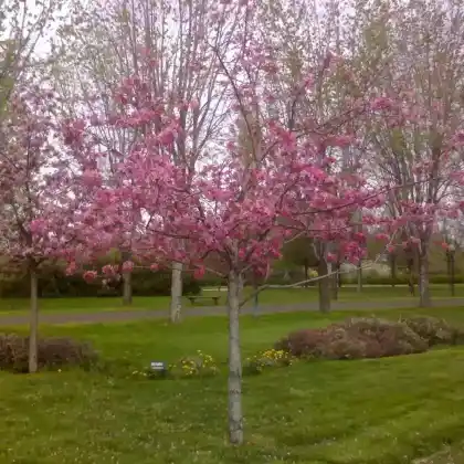 Foto von Zierapfel 'Eleyi' (Malus 'Eleyi')