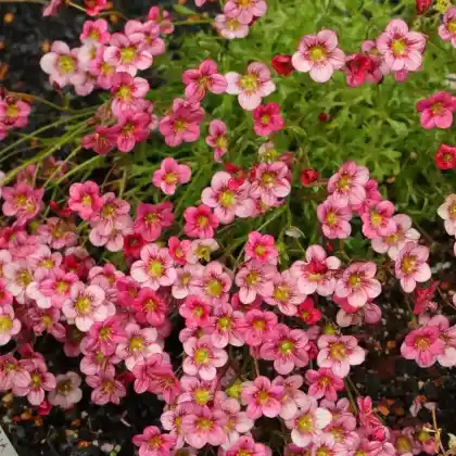 Foto von Moos-Steinbrech (Saxifraga x arendsii)