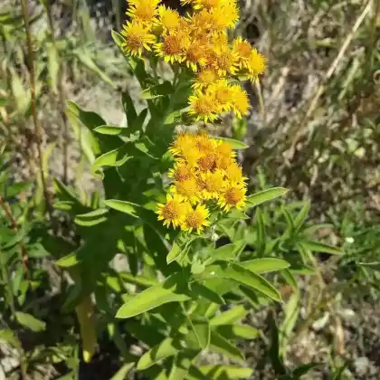 Foto von Deutscher Alant (Pentanema germanicum)