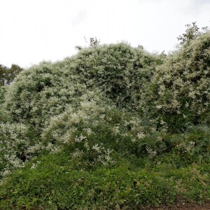 Polygonum aubertii
