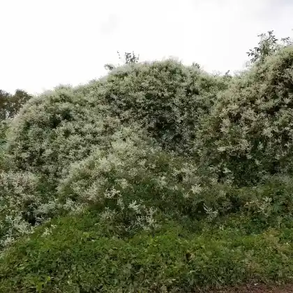 Foto von Schlingknöterich (Polygonum aubertii)