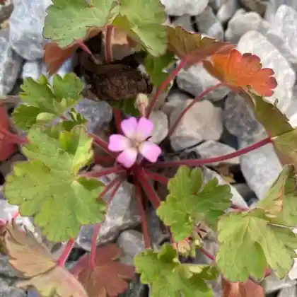 Foto von Rundblättriger Storchschnabel (Geranium rotundifolium)