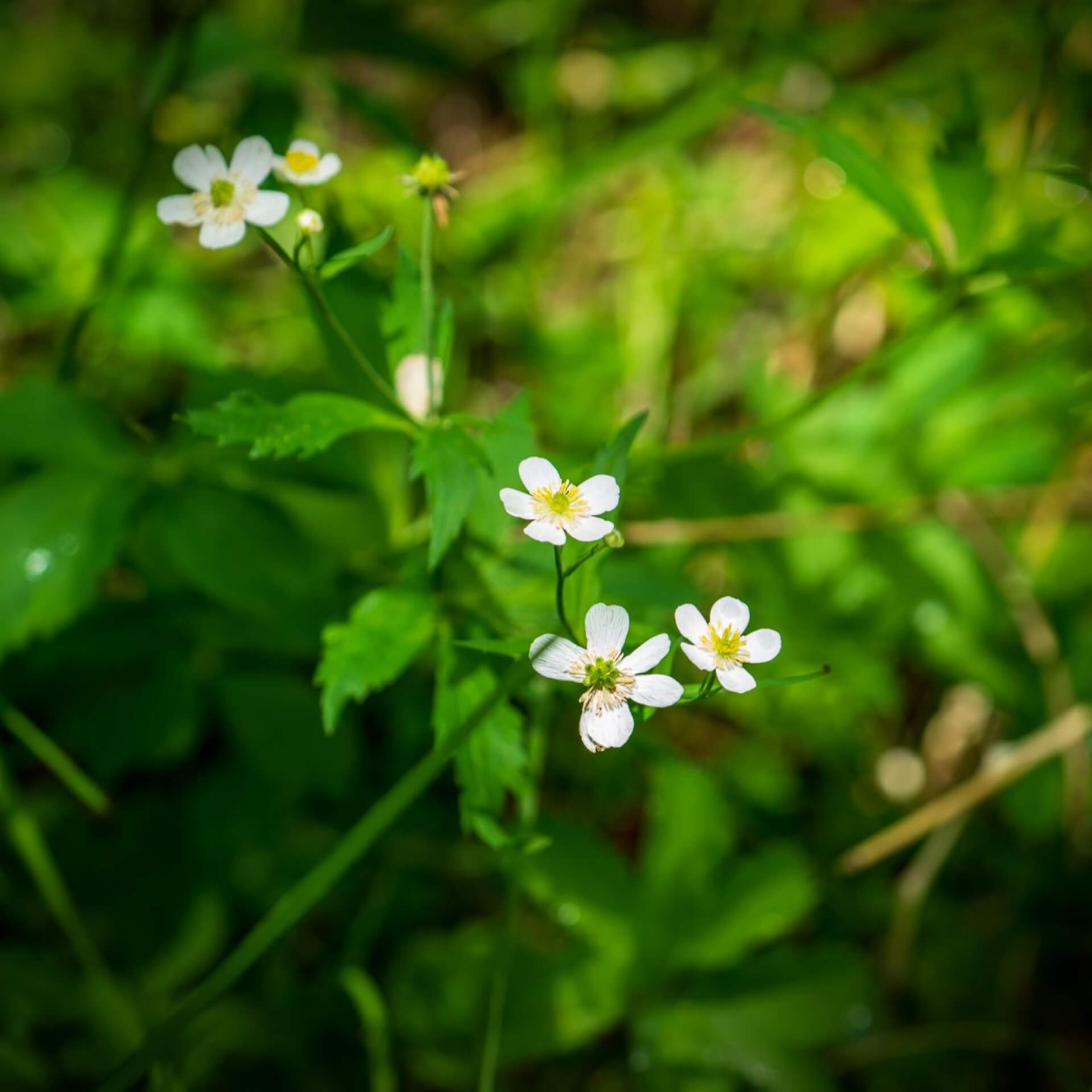 Eisenhutblättriger Hahnenfuß (Ranunculus aconitifolius)