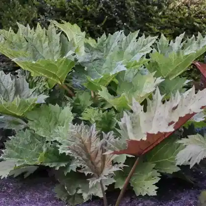 Foto von Handlappiger Rhabarber (Rheum palmatum)